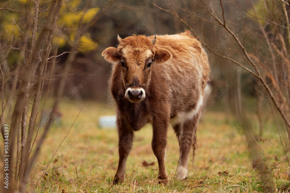 youhg bull grazing in the meadow