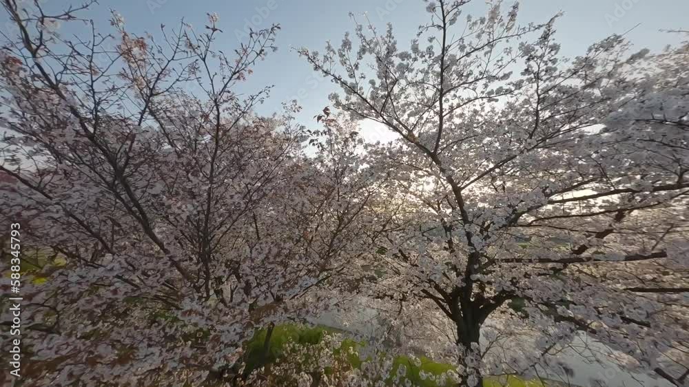 Sakura Cherry blossom trees in sunrise in spring Sakura Cherry blossom trees in sunrise in spring