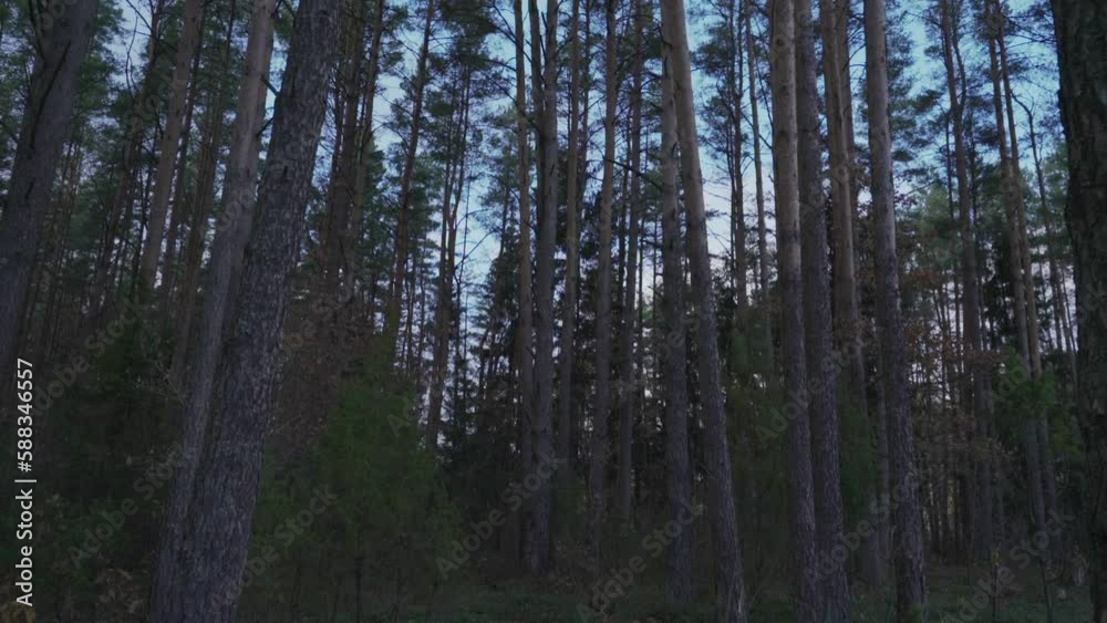 High coniferous trees grow in forest at autumn twilight. Scenic woodland with dense vegetation and treetops under blue sky low angle shot High coniferous trees grow in forest at autumn twilight. Scenic woodland with dense vegetation and treetops under blue sky low angle shot