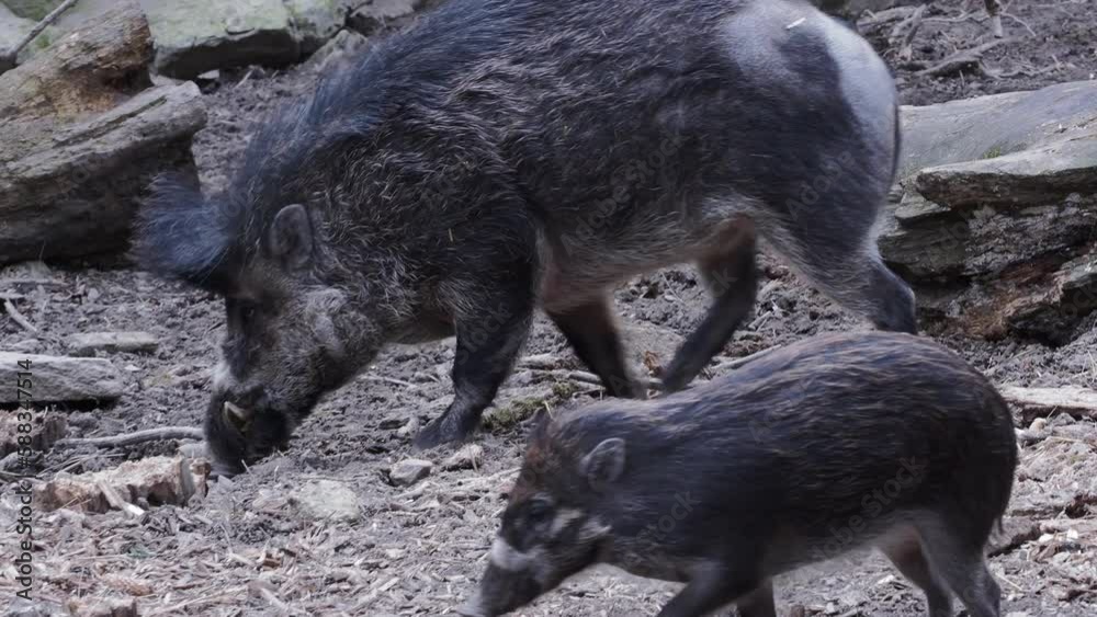 Rare visayan warty pig and piglet, Sus cebifrons negrinus Rare visayan warty pig and piglet, Sus cebifrons negrinus