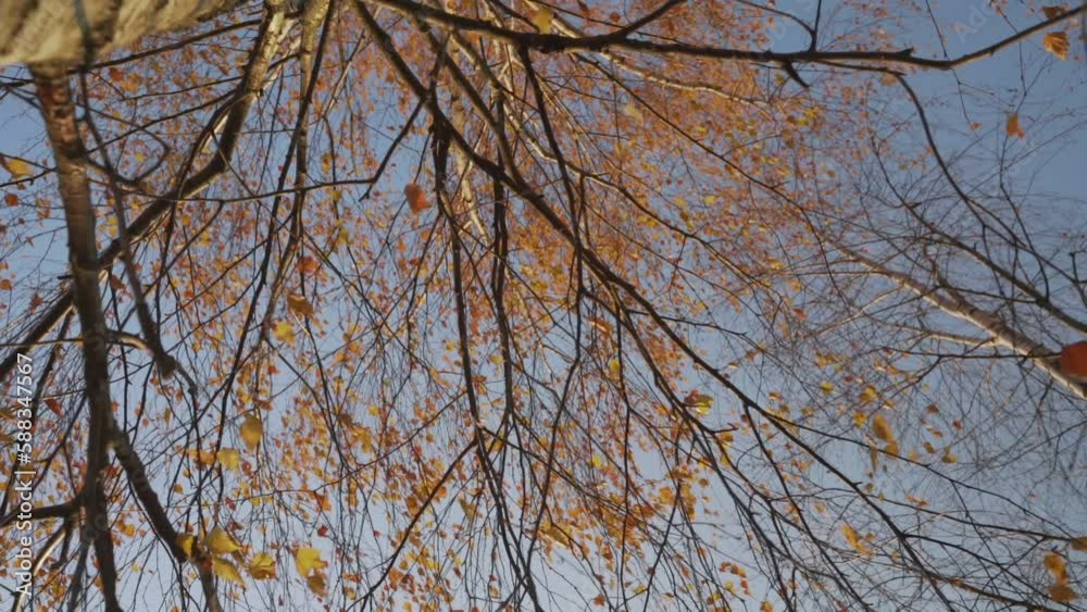 Yellowed leaves grow on tree branches waving in light wind against clear blue sky. Birches in autumn forest on sunny day low angle shot slow motion Yellowed leaves grow on tree branches waving in light wind against clear blue sky. Birches in autumn forest on sunny day low angle shot slow motion