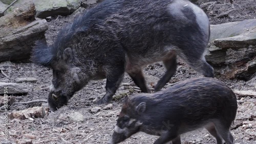 Rare visayan warty pig and piglet, Sus cebifrons negrinus photo