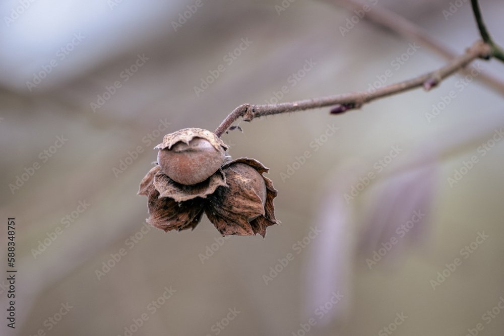 Close-up of a three brown hazelnuts on a tree branch Close-up of a three brown hazelnuts on a tree branch