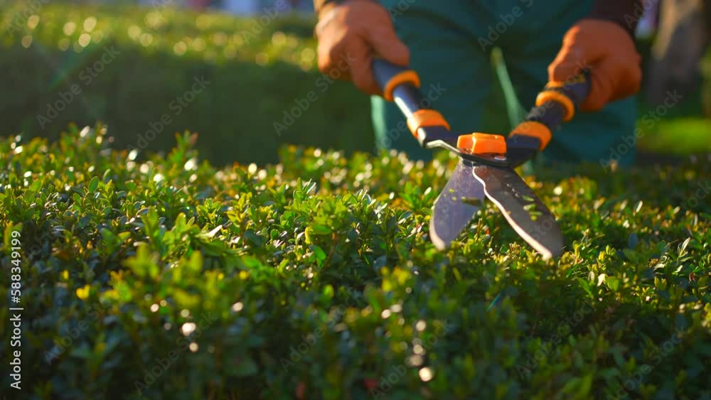 male gardener's hands in uniform trimming bushes sunny