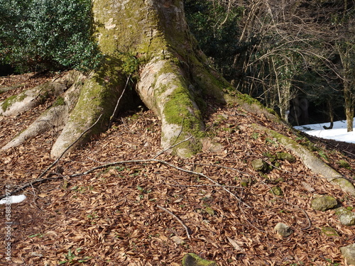 冬枯れの公園の景色