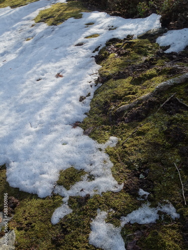 冬枯れの公園の景色