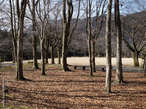 冬枯れの公園の景色