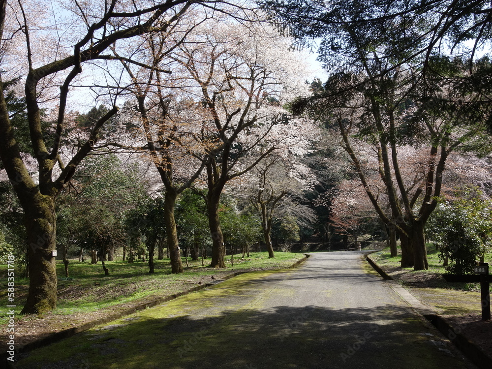 満開の桜の花