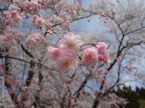 鮮やかなピンク色の桜の花