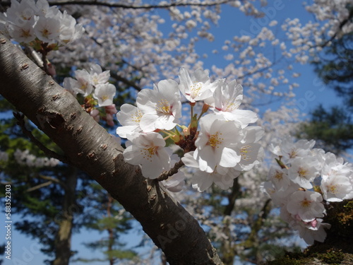 青空の下の満開の桜の花