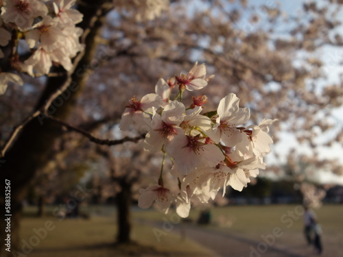 夕暮れ時の桜の花