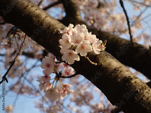 夕暮れ時の桜の花