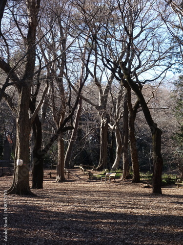 冬枯れの公園の景色