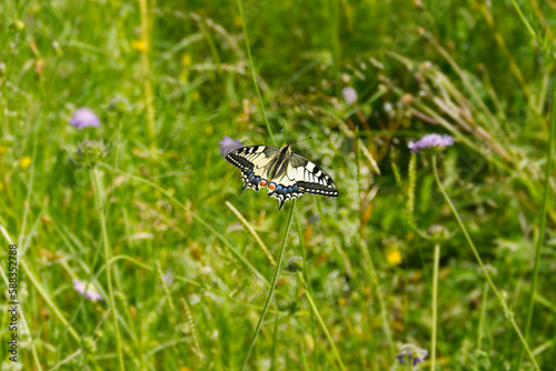 Old World Swallowtail or common yellow swallowtail (Papilio machaon) sitting on violet flower in Zurich, Switzerland