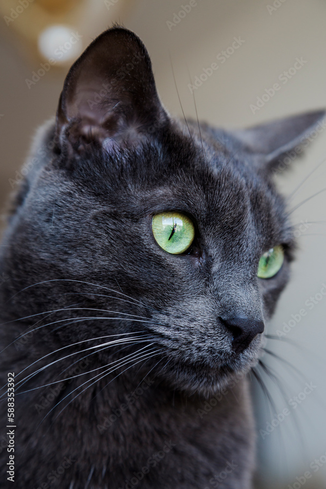 Portrait of grey cat with green eyes. Close-up of cat's face. Care and feeding concept for pets