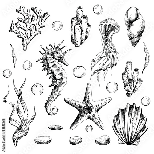 Marine set of isolated illustrations on a white background seahorse, jellyfish, shells, algae, corals, bubbles, pebbles and starfish. Hand drawn illustration in graphics, EPS vector file.