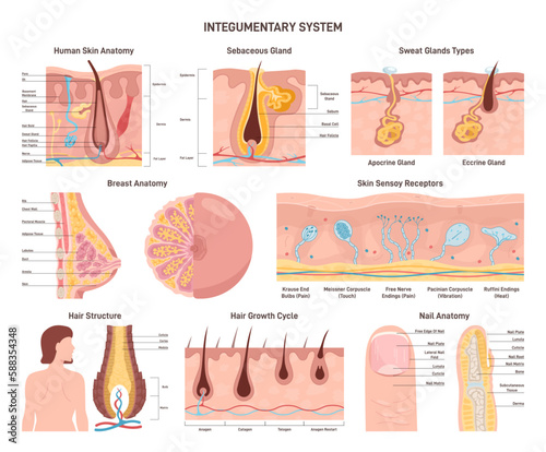 Integumentary system set. Human epidermis layer structure, receptors photo