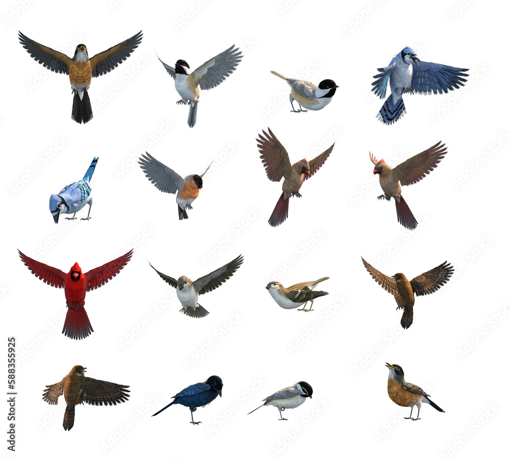 Fototapeta premium set of birds 3d renders