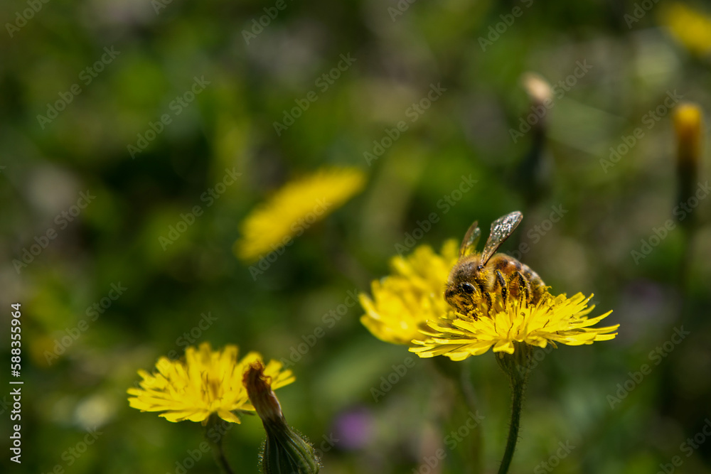 yellow daisies bloom in spring yellow daisies bloom in spring