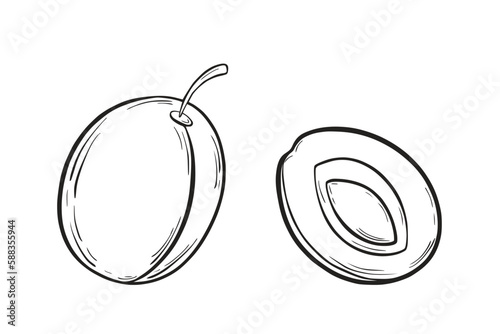 Plum and half. Black and white vector illustration, sketch, pen and ink, freehand line drawing for logos, patterns, food design. On a white isolated background