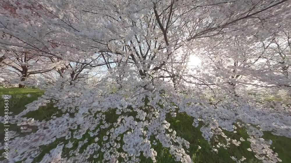 Sakura Cherry blossom trees in sunrise in spring