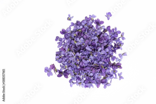 Fototapeta Naklejka Na Ścianę i Meble -  A bunch of Sweet Violet flowers isolated on white background