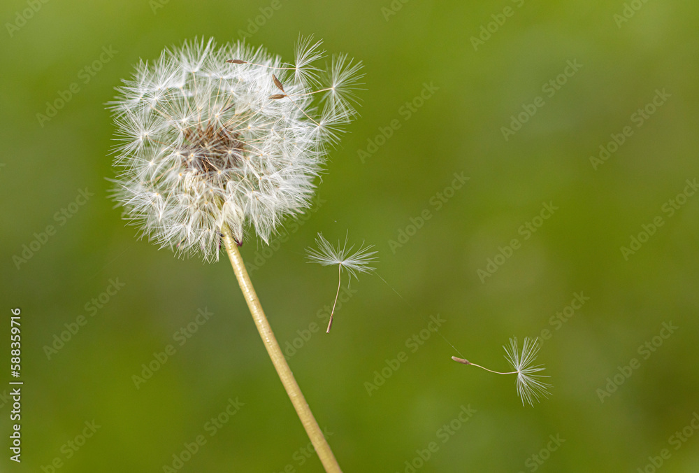 Fototapeta premium Dandelion seeds