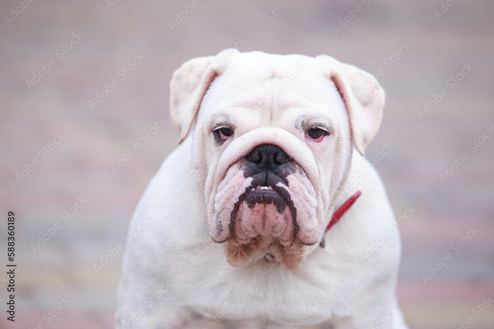 dog breed english bulldog