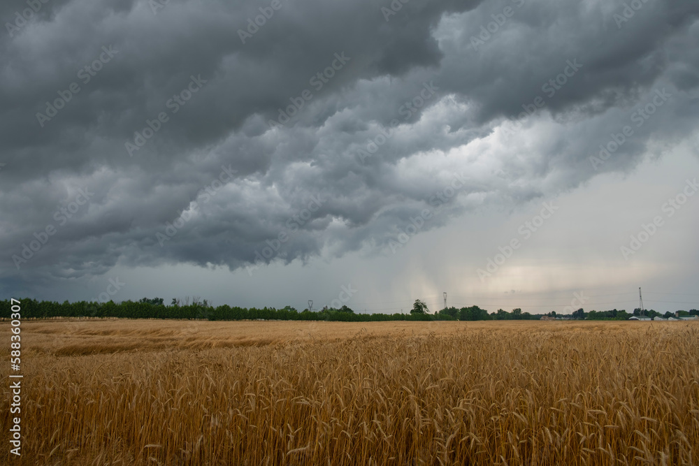 Heavy dark thunderstorm clouds over yellow wheat rye fields landscape. Severe weather, hurricane, heavy rain, strong winds, tornadoes concept. Ontario, Canada.