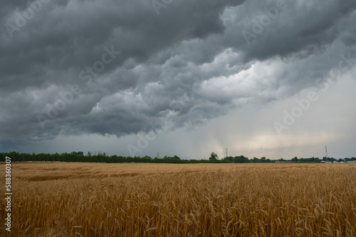 Heavy dark thunderstorm clouds over yellow wheat rye fields landscape. Severe weather, hurricane, heavy rain, strong winds, tornadoes concept. Ontario, Canada.