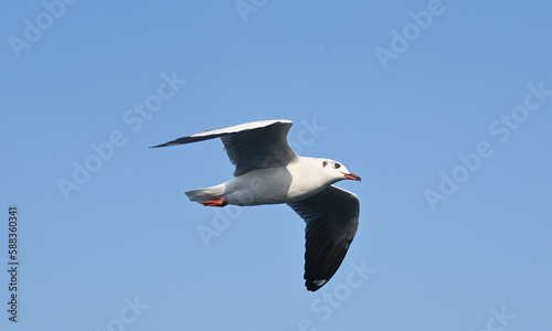 White Flying Seagull in Blue Sky. Ocean Beach