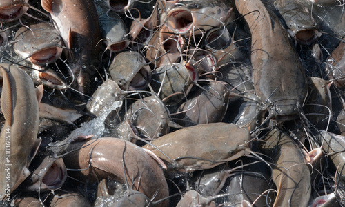 A group of catfish seen view on the top