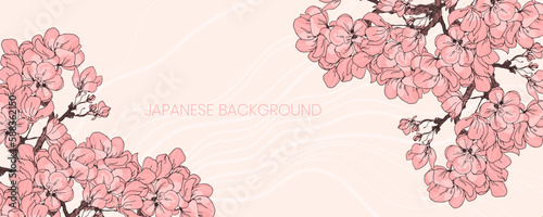 Sakura cherry blossom in bloom japanese vector background