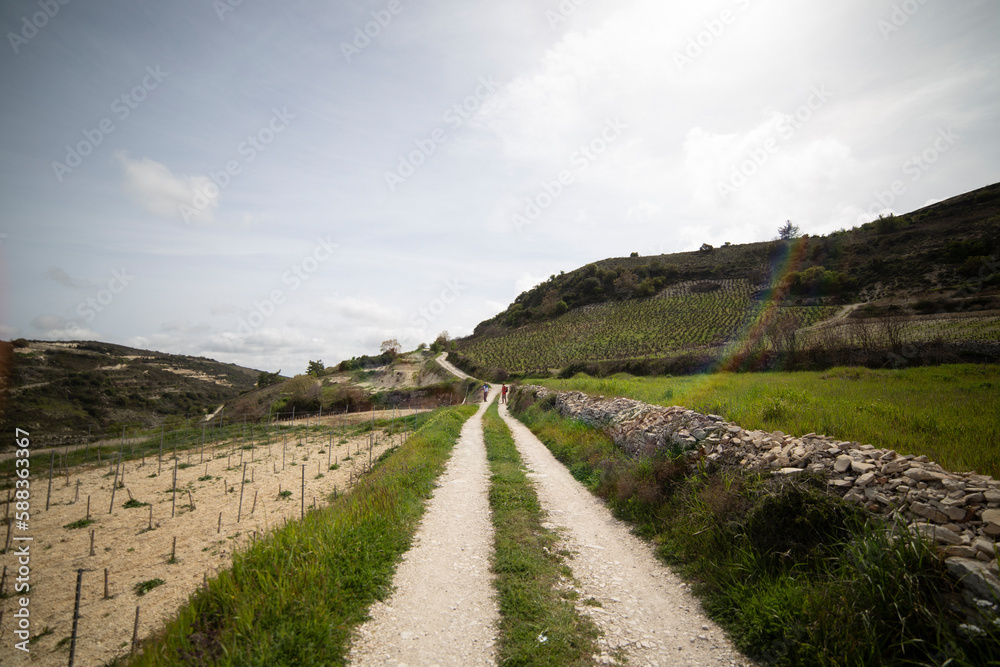 Road in wineyards
