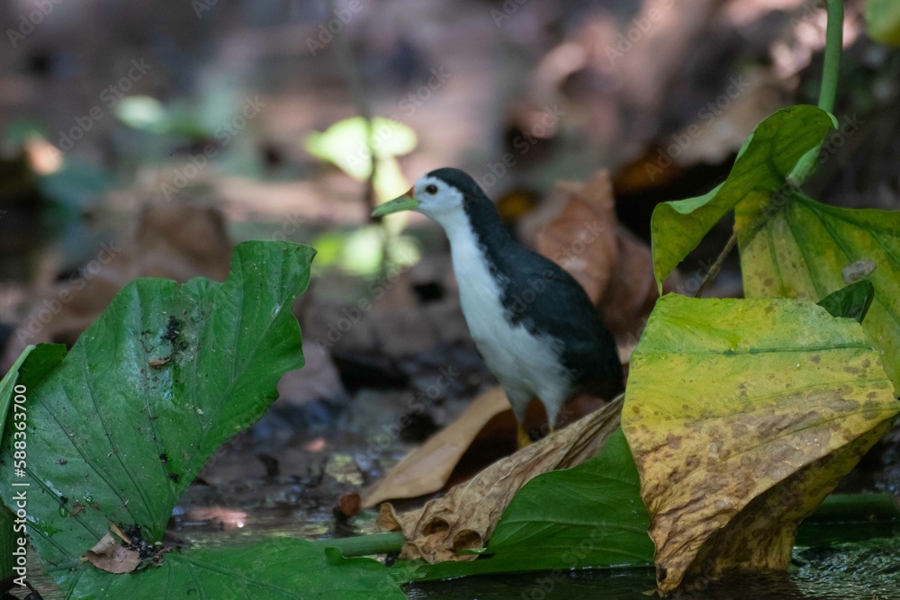 Fototapeta premium Kareo bird Is a bird species that belongs to the Rallidae family. Usually this bird can be found in swamp grass, rice fields and of course in areas that smell wet