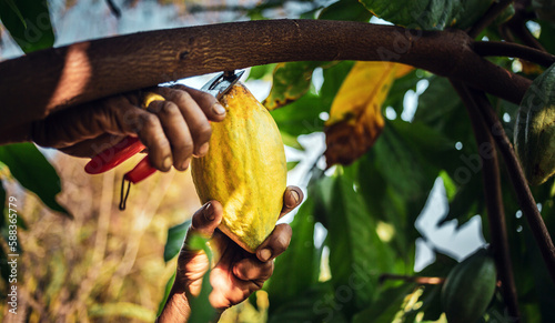 Close-up hands of a cocoa farmer use pruning shears to cut the cocoa pods or fruit ripe yellow cacao from the cacao tree. Harvest the agricultural cocoa business produces.