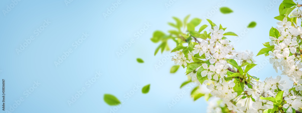 Apple blossom trees in sunny spring day on sunlight background. Nature concept