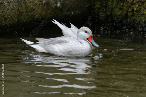 Canvas Print white swan on the water