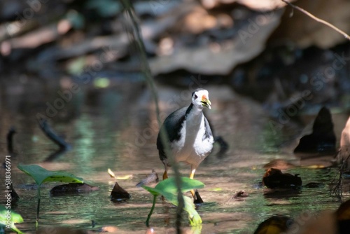 Kareo bird Is a bird species that belongs to the Rallidae family. Usually this bird can be found in swamp grass, rice fields and of course in areas that smell wet photo