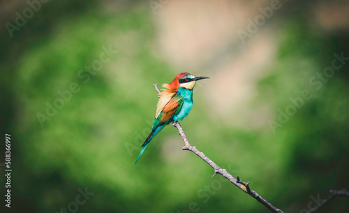European bee-eater sits on a tree and looks for food. © Jiří Fejkl