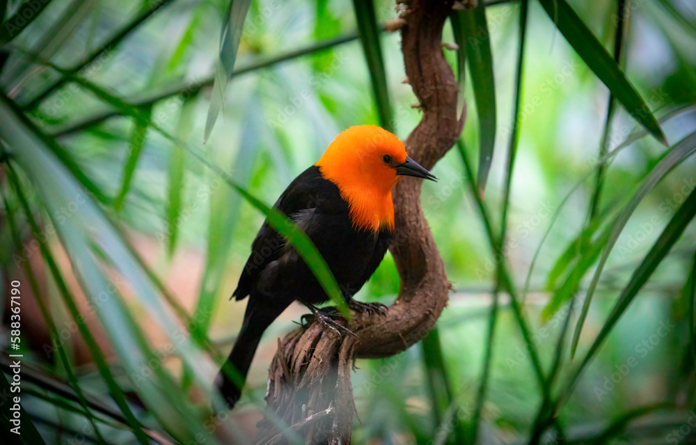 Obraz premium Scarlet-headed Blackbird, Amblyramphus holosericeus, black bird with orange red head in the tropic jungle forest.