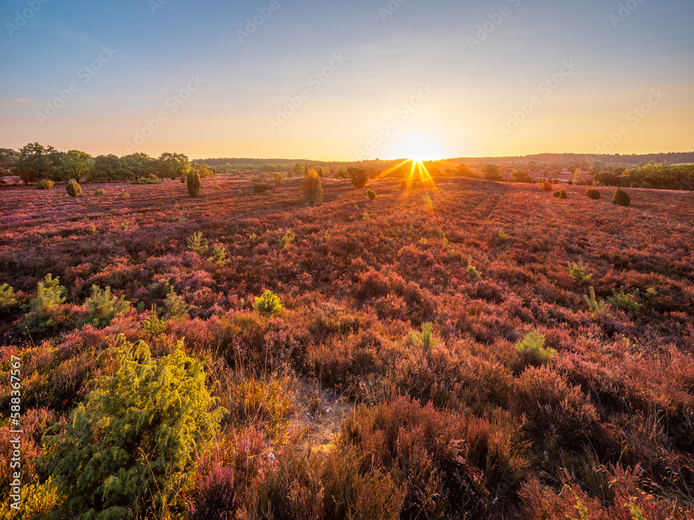 Heidelandschaft mit blühendem Heidekraut bei Sonnenaufgang, Lüneburger Heide