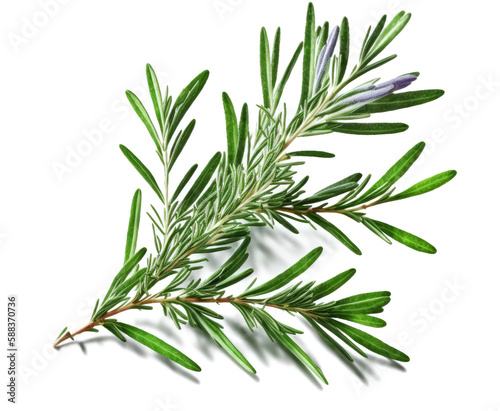 Rosemary Isolated on White Background Top View - Post-processed Generative AI