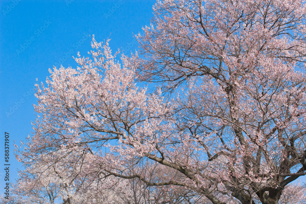 満開の桜と青空。日本の春の象徴的な風景。
