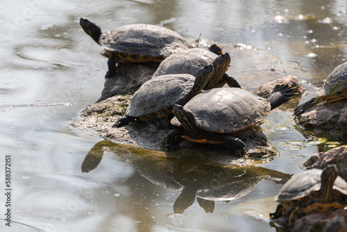 A group of Trachemys scripta basking in the sun on a rock
