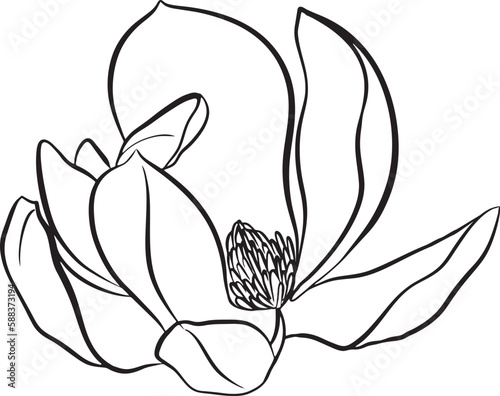 Magnolia Flowers. Black and white line illustration of magnolia flowers on white background. Botanical vector sketch line floral art. beautiful monochrome, twig blossoming magnolia tree