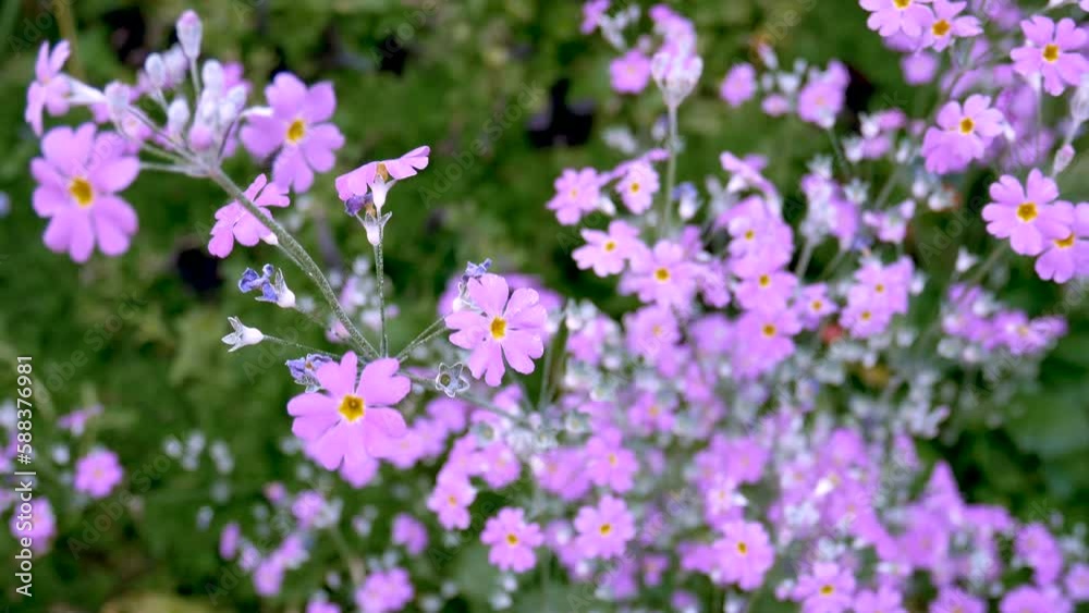 field of wild purple flowers in bloom. violet flower meadow background. field of wild purple flowers in bloom. violet flower meadow background.