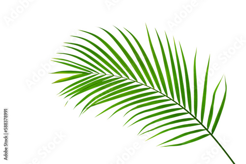 Fototapeta Naklejka Na Ścianę i Meble -  tropical palm leaf isolated on white background, coconut leaves for summer background	
