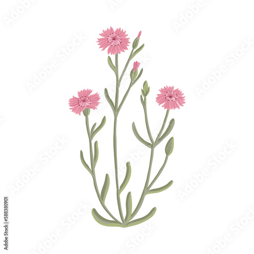 maiden pink  field flowers  vector drawing wild plants at white background  floral elements  hand drawn botanical illustration