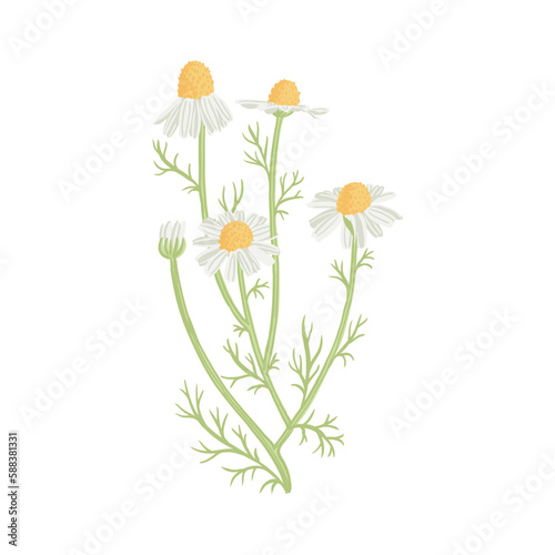 wild chamomile  field flowers  vector drawing plants at white background  floral elements  hand drawn botanical illustration